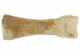 Pliocene Camel (Camelops?) Fossil Toe Bone - Kansas #187514-2